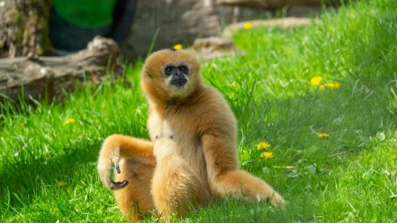 Female white-cheeked gibbon Harper in Primate Forest.