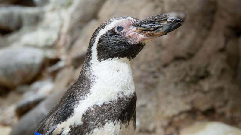 Small actions that help Humboldt penguins