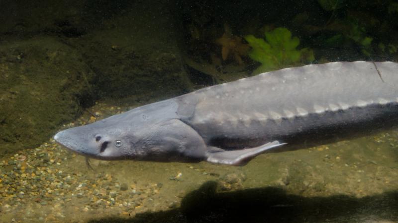 White sturgeon swimming. 