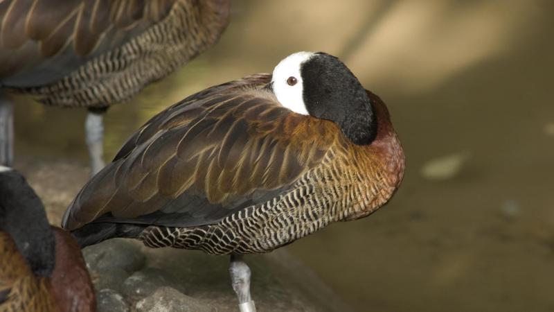 A white-faced whistling duck in the Africa Swamp Aviary at the Oregon Zoo.