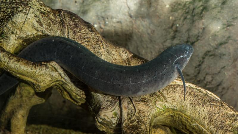 African lungfish in the rainforest habitat.