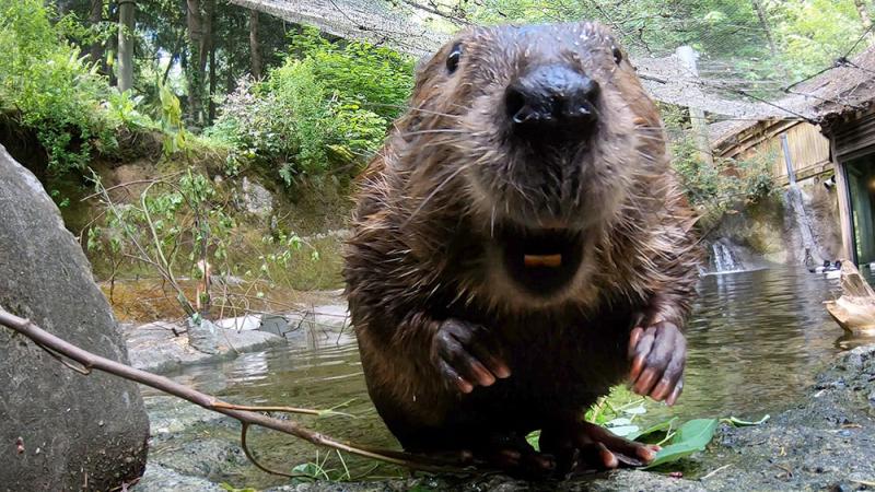 Filbert the beaver faces the camera with his mouth open