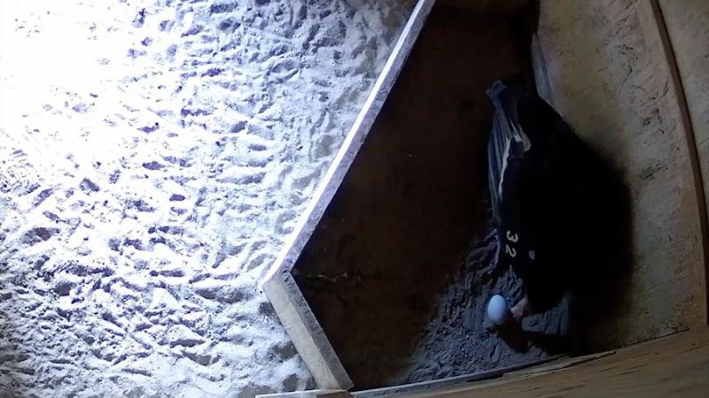 Overhead view of a condor egg in a nest box