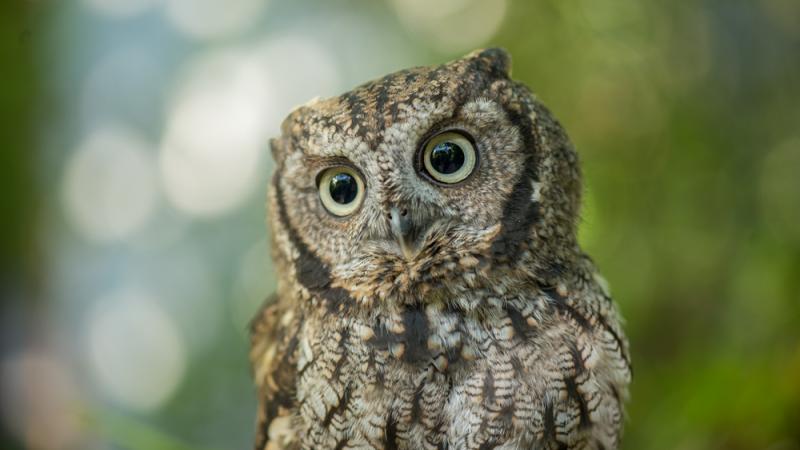 Pinecone the screech owl