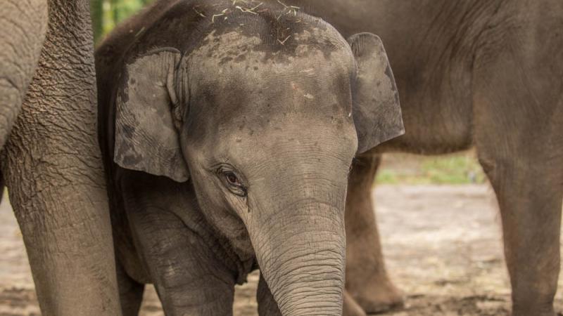 Close up image of a young elephant standing by the legs of two larger elephants.