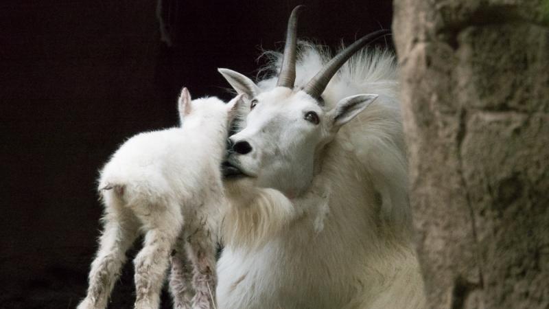 A Mountain Goat kid faces away from the camera as it rubs against its kneeling mother.