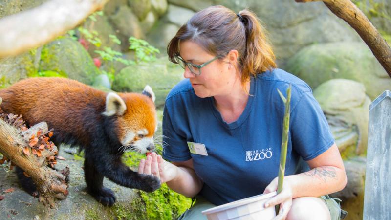 Zoo keeper hand feeding red panda Mei Mei.