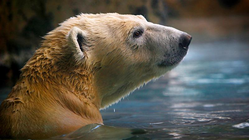 Hogle Zoo to say goodbye to Hope the polar bear — but a new bear arrives  soon