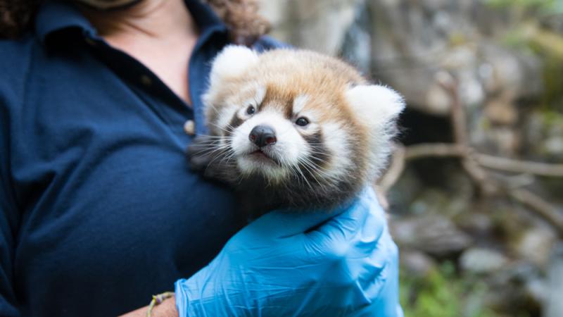 Red panda cub