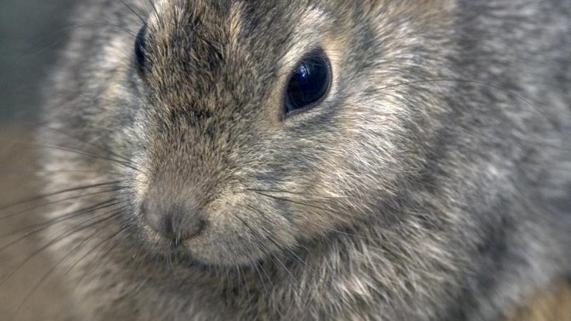 A pygmy rabbit named "Mossy" pauses in her enclosure at the Oregon Zoo's Pygmy Rabbit Breeding Facility.