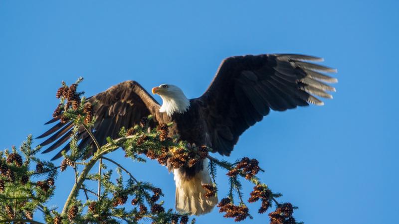 A wild bald eagle sits with outstretched wings on the top of a bending conifer tree.