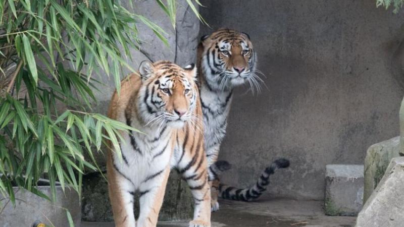 Two Amur tiger sisters stand side by side in front of a rocky wall with bamboo leaves in the foreground.