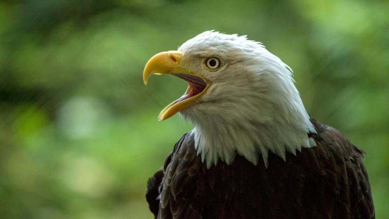 Bald eagle  Oregon Zoo