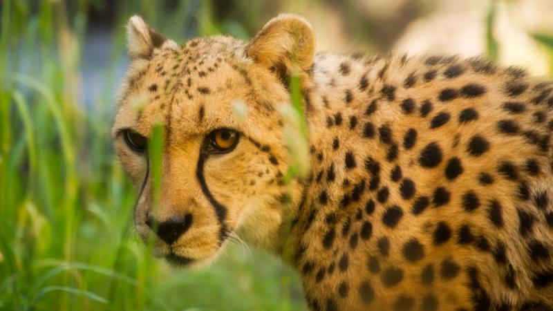 Cheetah  Oregon Zoo