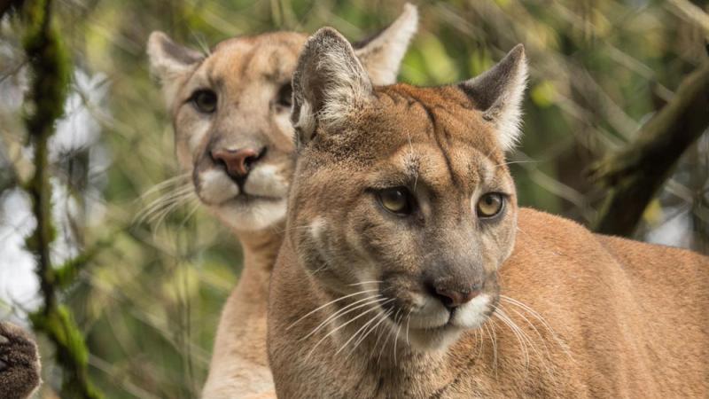 Eastern hotsell puma iucn