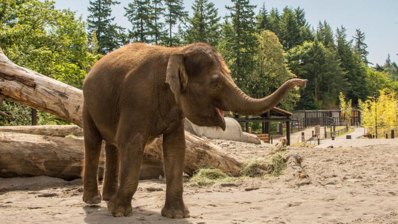 Borneo elephant Chendra