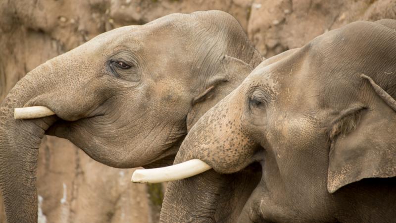 elephants Samson and Samudra socializing