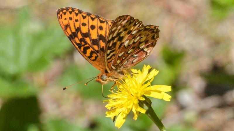 Oregon silverspot butterfly on dandelion