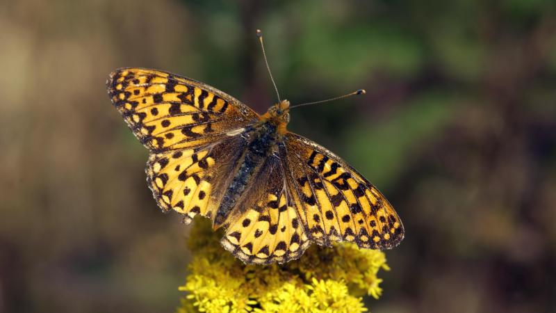 Mystery solved: When butterflies evolved and what plants they used for food  •