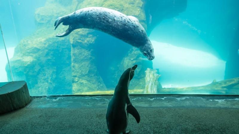 penguin visits with a harbor seal