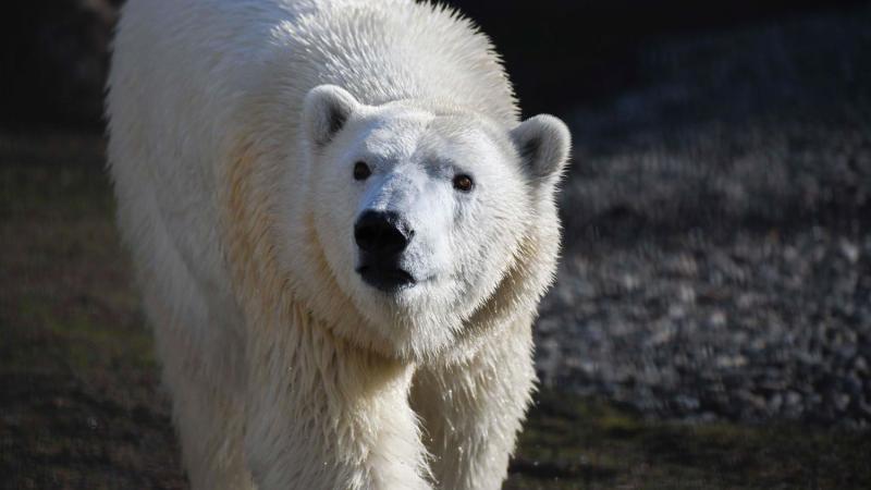 Small actions that help polar bears | Oregon Zoo