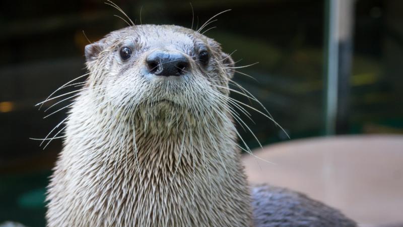 River otter looking at camera.