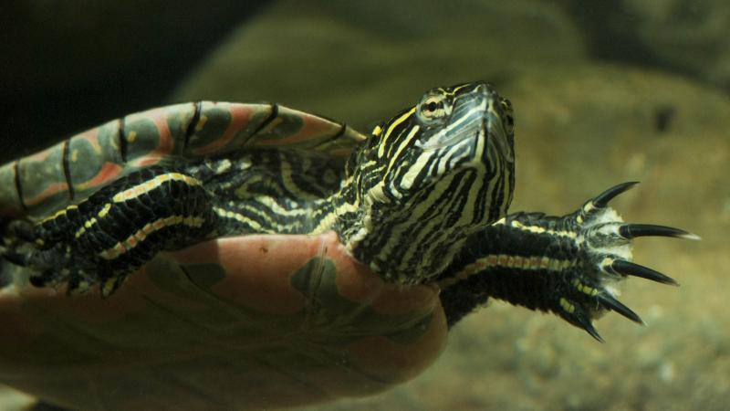 western painted turtle swimming