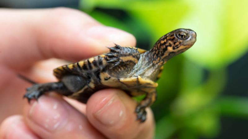 Zoo takes in 10 tiny turtles at conservation lab