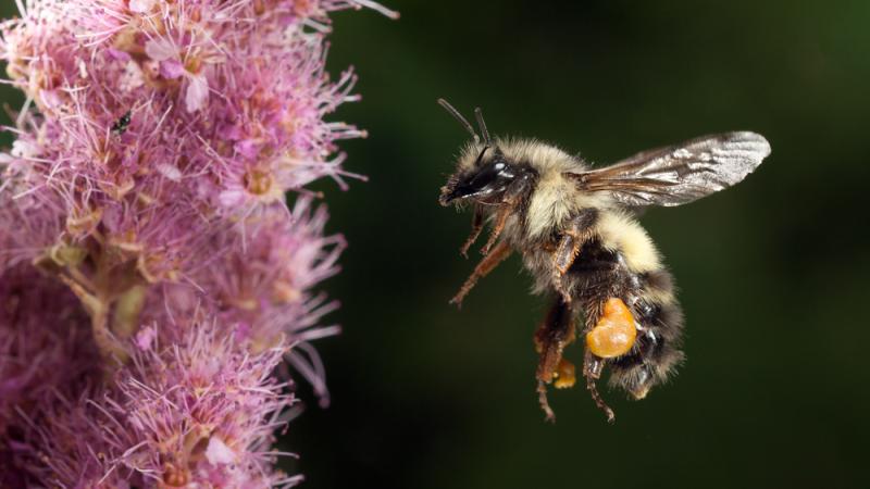 Bumblebees' puzzle-solving powers suggest a capacity for animal culture :  NPR