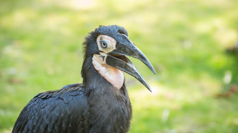 Zuberi, a southern ground hornbill