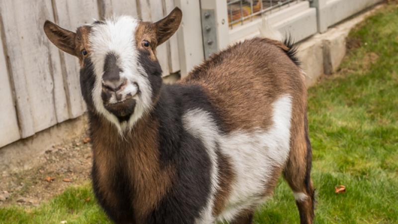 Nigerian dwarf goat