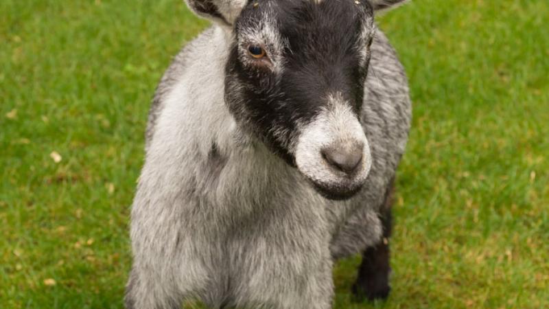 baby pygmy goat jumping