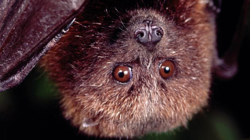 The upside-down face of a bat is very hairy. Its brown eyes stare directly a the camera.