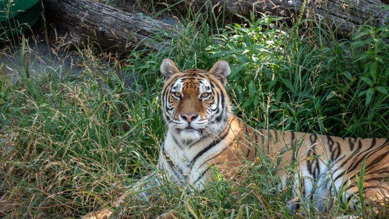 Baby tigers born at the Minnesota Zoo