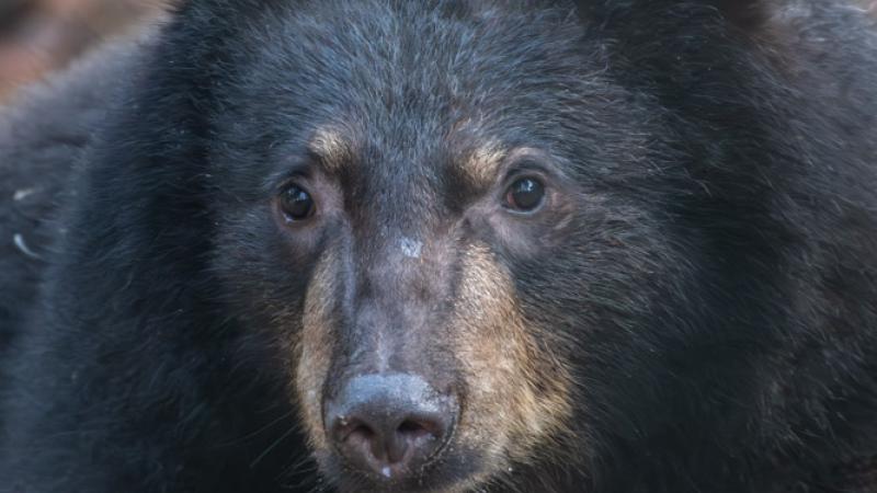 Black bear cub Timber in outdoor area