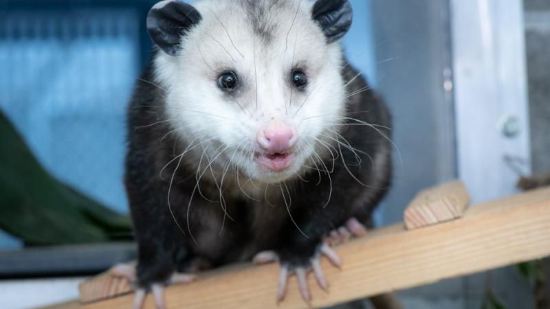 Homer the opossum looks at the camera