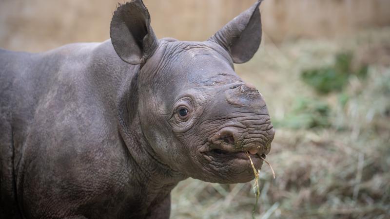 A young rhino calf stands in front of hay and grass