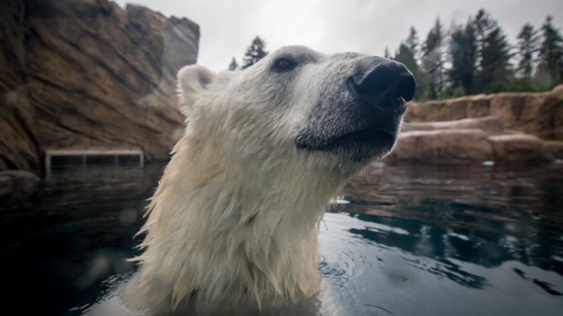 Polar bear Nora in the pool at Polar Passage