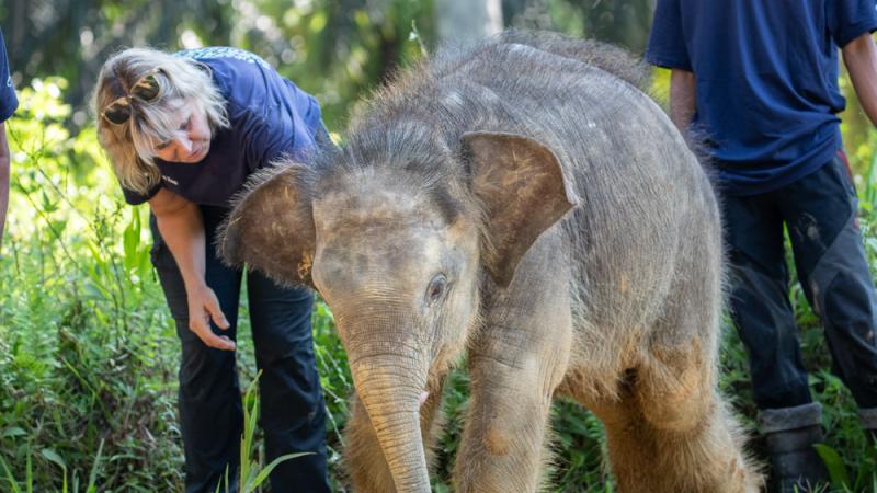 Sharon Glaeser outside with a young elephant calf