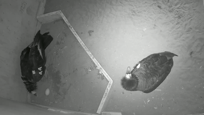 California condor parents in nest box with their egg