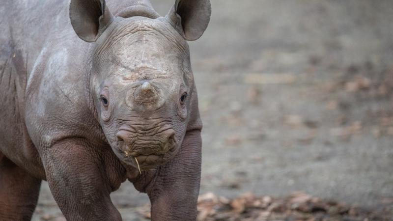 Rhino calf Tamu outside