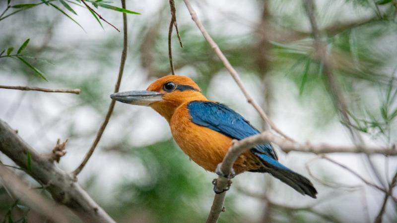 A sihek kingfisher on a branch