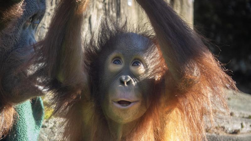 Orangutan Jolene with her arms up and mouth open