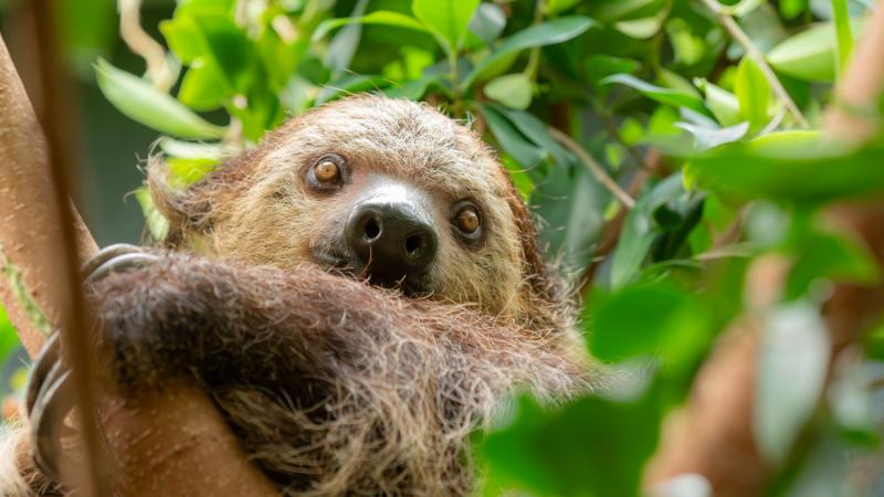 Berry the sloth in the treetops looks at the camera
