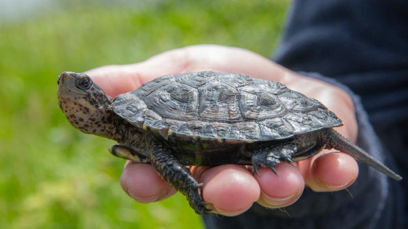 A hand holding a northwestern pond turtle outside