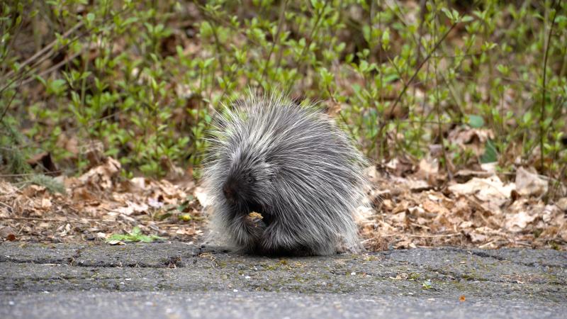 Nettle the porcupine on the side of a road
