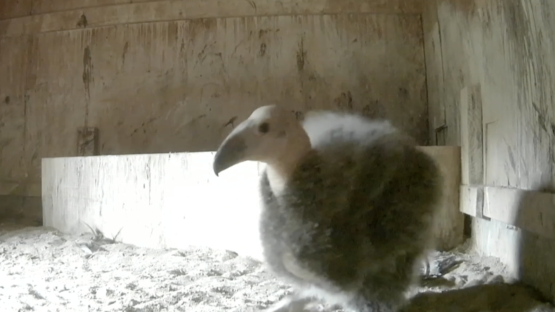 A fluffy california condor chick in a nest box
