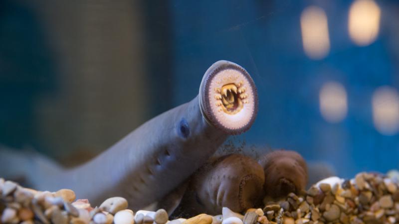 A pacific lamprey suctioned to the glass 