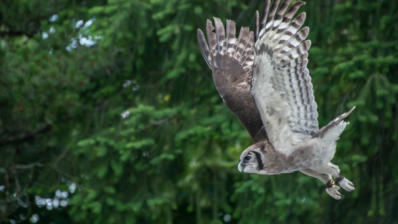 milky eagle owl taking flight