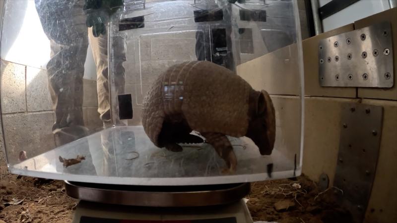 Armadillo pup getting a vet check